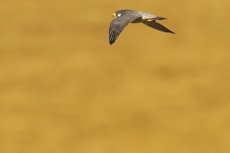 Raptor-PeregrineFalcon-DSC9087