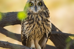 Raptor-Short-earedOwl-DSC7848