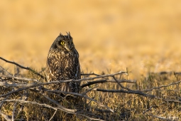 Raptor-Short-earedOwl-DSC7998