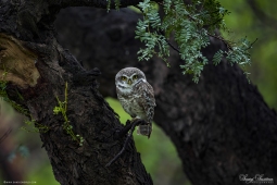 Raptor-SpottedOwlet-DSC7382