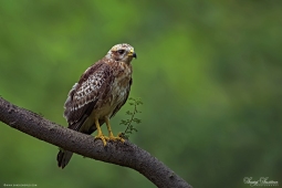 Raptor-White-eyedBuzzard-DSC7735