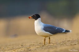 WetlandBird-Black-headedGull-DSC5445