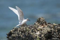 WetlandBird-Black-napedTern-DSC3600