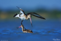 WetlandBird-Black-tailedGodwit-DSC7660