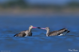 WetlandBird-Black-tailedGodwit-DSC8470