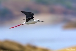 WetlandBird-Black-wingedStilt-DSC7055