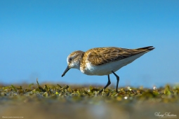 WetlandBird-CommonSandpiper-DSC7476