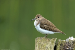 WetlandBird-CommonSandpiper4503