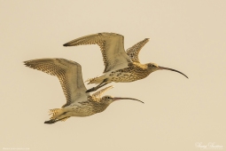 WetlandBird-EurasianCurlew-DSC4332