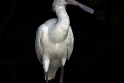 WetlandBird-EurasianSpoonbill-DSC02800