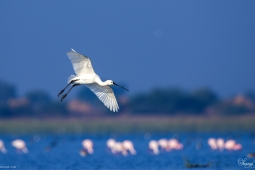 WetlandBird-EurasianSpoonbill-DSC7051