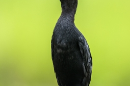 WetlandBird-GreatCormorant-DSC4624