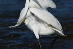 WetlandBird-GreatEgret-DSC2832
