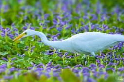 WetlandBird-GreatEgret-DSC7682