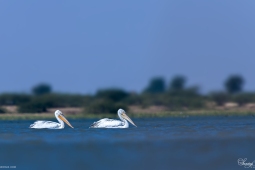 WetlandBird-GreatWhitePelican-DSC8415