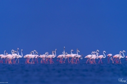 WetlandBird-GreaterFlamingo-DSC04791