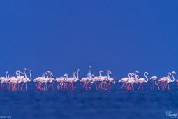 WetlandBird-GreaterFlamingo-DSC04791