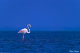 WetlandBird-GreaterFlamingo-DSC05027