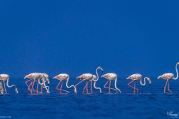 WetlandBird-GreaterFlamingo-DSC05189