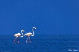 WetlandBird-GreaterFlamingo-DSC05193