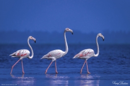 WetlandBird-GreaterFlamingo-DSC05351