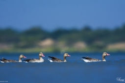 WetlandBird-GreylagGoose-DSC7520