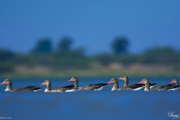 WetlandBird-GreylagGoose-DSC7532