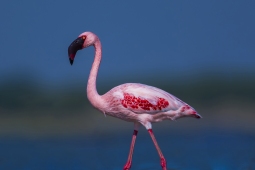 WetlandBird-LesserFlamingo-DSC7618