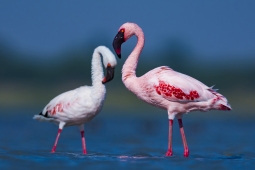 WetlandBird-LesserFlamingo-DSC7625