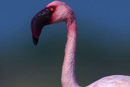 WetlandBird-LesserFlamingo-DSC7648