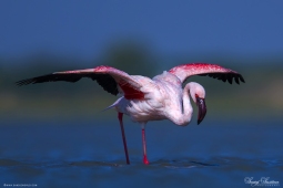 WetlandBird-LesserFlamingo-DSC8330