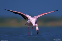 WetlandBird-LesserFlamingo-DSC8337