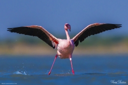 WetlandBird-LesserFlamingo-DSC8373