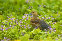 WetlandBird-LesserWhistlingDuck-DSC6957