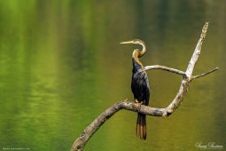 WetlandBird-OrientalDarter-DSC3189