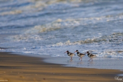 WetlandBird-OysterCatcher-DSC5908