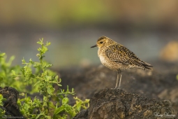 WetlandBird-PacificGoldenPlover-DSC8405