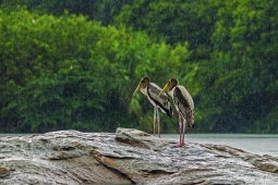 WetlandBird-PaintedStork-DSC01169