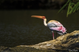 WetlandBird-PaintedStork-DSC06613