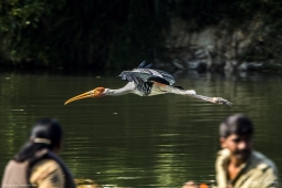 WetlandBird-PaintedStork-DSC2616