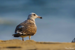 WetlandBird-PallasGull-DSC5534