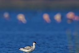 WetlandBird-PiedAvocet-DSC7031