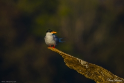 WetlandBird-RiverTern-DSC05795