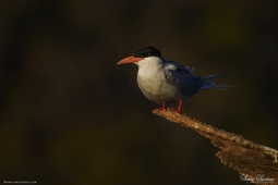 WetlandBird-RiverTern-DSC05799