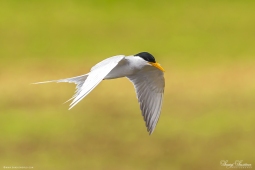 WetlandBird-RiverTern-DSC5769