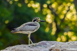 WetlandBird-RockPlover-DSC03018