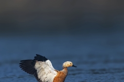 WetlandBird-RuddyShelduck-DSC2326