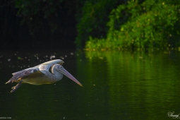 WetlandBird-Spot-belliedPelican-DSC02709