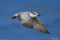 WetlandBird-WhiskeredTern-DSC5745