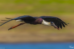 WetlandBird-Wooly-neckedStork-DSC5660